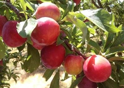 https://www.kricom.id/gambar/berita/2018/11/Manfaat-Buah-Plum-bagi-Kesehatan_web-50444-400x286.jpg